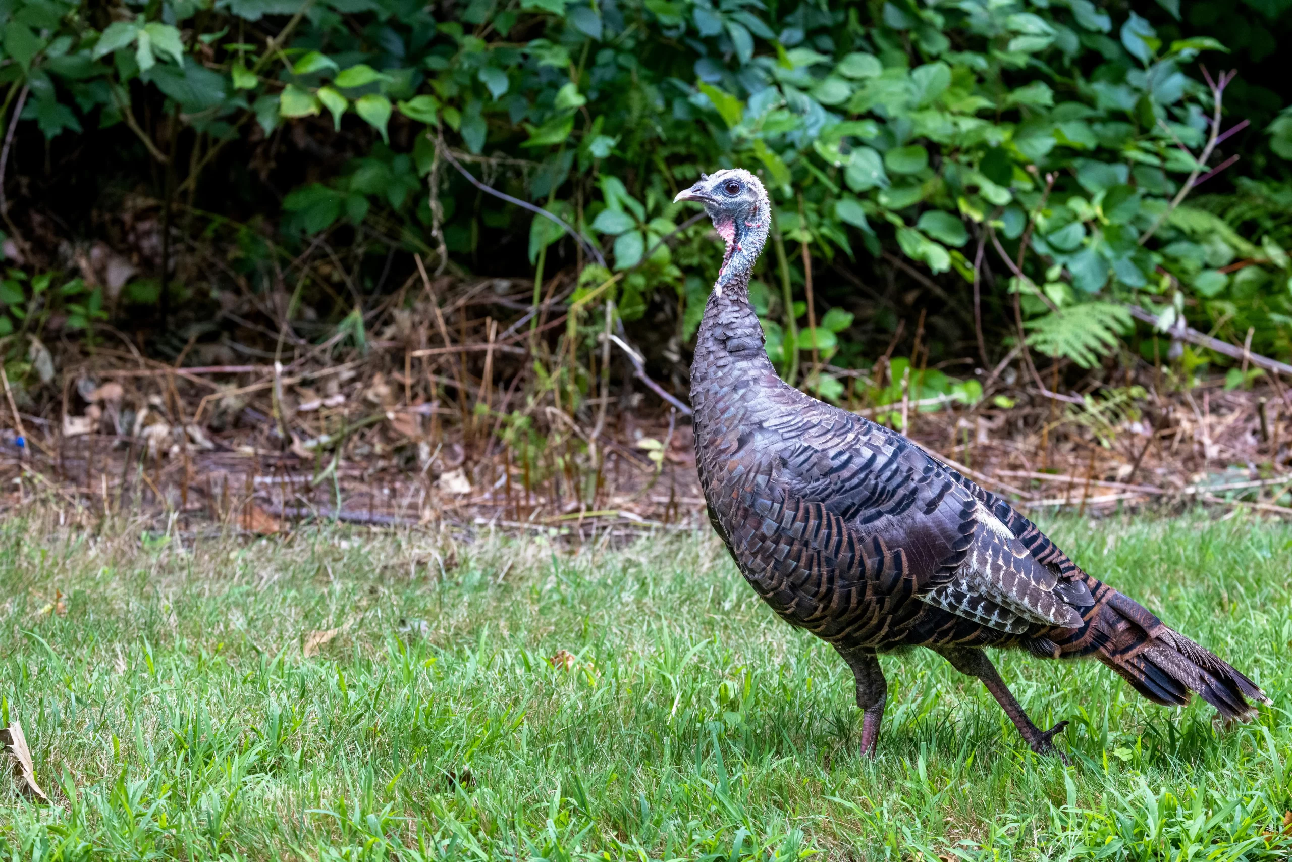 What do Wild Turkeys eat in the wild? Here, a Wild Turkey is slowly walking through a park.