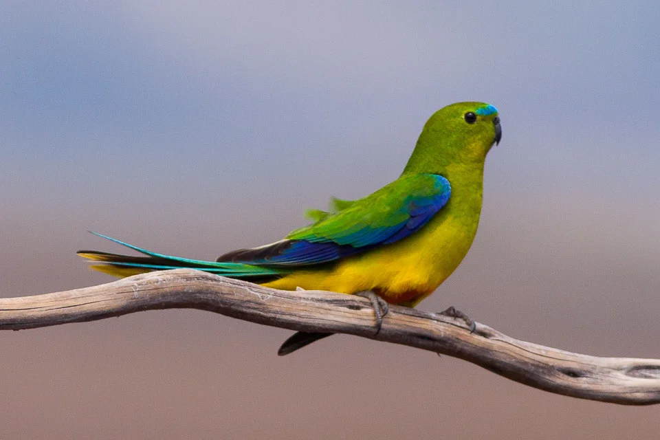 An Orange-bellied Parrot looks out for danger as it perches on a tree branch. This species has been the center of recent endangered bird updates.