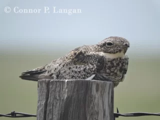 A Common Nighthawk sits on a wooden post.