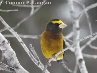 A male Evening Grosbeak looks like a model as he sits on a tree branch.