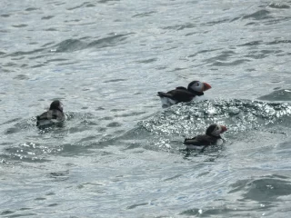 A trio of puffins swim on the ocean's surface.