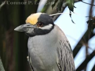 A Yellow-crowned Night-heron sits regally in a tree.