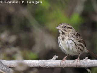 A Song Sparrow rests peacefully on a branch.