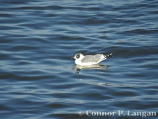 A Franklin's Gull in nonbreeding plumage floats on a reservoir.