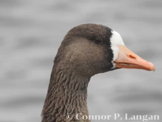 A closeup of a Greater White-fronted Goose head.