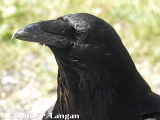 A closeup of a Common Raven.