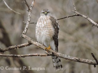 An immature Sharp-shinned Hawk stares at me as I take its photo.
