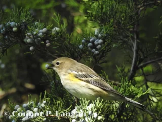 A Yellow-rumped Warbler dines on cedar berries during fall migration.