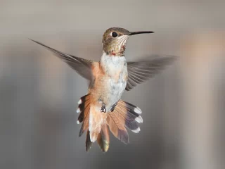 A female Rufous hummingbird hovers in the air.