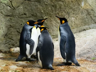 A group of King Penguins huddle together and appear to be discussing a plan.